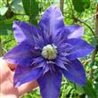 Semilla Clematis Varios Tonos Flores Raras 20 Semillas