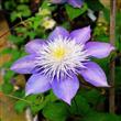 Semilla Clematis Varios Tonos Flores Raras 20 Semillas