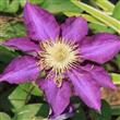 Semilla Clematis Varios Tonos Flores Raras 20 Semillas