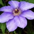 Semilla Clematis Varios Tonos Flores Raras 20 Semillas