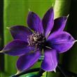 Semilla Clematis Varios Tonos Flores Raras 20 Semillas
