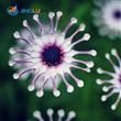 Semilla Orquidea Mariposa Flores Raras 10 Semillas