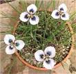 Semillas Moraea Iridioides Exótica Pack X 10