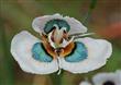 Semillas Moraea Iridioides Exótica Pack X 10