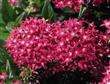 Semillas Penta Pentas Lanceolata Colores Surtidos Pack X 20