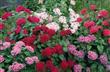 Semillas Penta Pentas Lanceolata Colores Surtidos Pack X 20