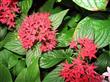 Semillas Penta Pentas Lanceolata Colores Surtidos Pack X 20