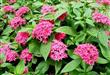 Semillas Penta Pentas Lanceolata Colores Surtidos Pack X 20