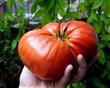 Semillas Tomate Mexicano Zapoteca Gigante Raras Pack X 20
