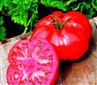 Semillas Tomate Mexicano Zapoteca Gigante Raras Pack X 20