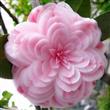 Semillas Camelia Importadas Colores Surtidos Pack X 10