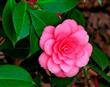 Semillas Camelia Importadas Colores Surtidos Pack X 10