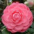 Semillas Camelia Importadas Colores Surtidos Pack X 10
