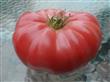 Semillas Tomate Beefsteak Gigante Pack X 20