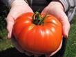 Semillas Tomate Beefsteak Gigante Pack X 20