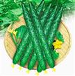 Semillas Pepino Cucumis Sativus Pack X 20