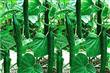 Semillas Pepino Cucumis Sativus Pack X 20