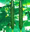 Semillas Pepino Cucumis Sativus Pack X 20