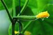 Semillas Pepino Cucumis Sativus Pack X 20