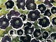 Semillas Nemophila Menziesii Negras Borde Blanco Pack X 10