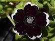 Semillas Nemophila Menziesii Negras Borde Blanco Pack X 10