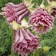 Semillas Aquilegia Colombina Columbine Pack X 10