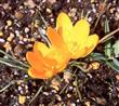 Semillas Azafrán Amarillo Bonsai Flores Amarillas X20