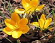 Semillas Azafrán Amarillo Bonsai Flores Amarillas X20