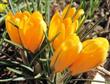 Semillas Azafrán Amarillo Bonsai Flores Amarillas X20