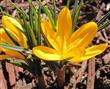 Semillas Azafrán Amarillo Bonsai Flores Amarillas X20