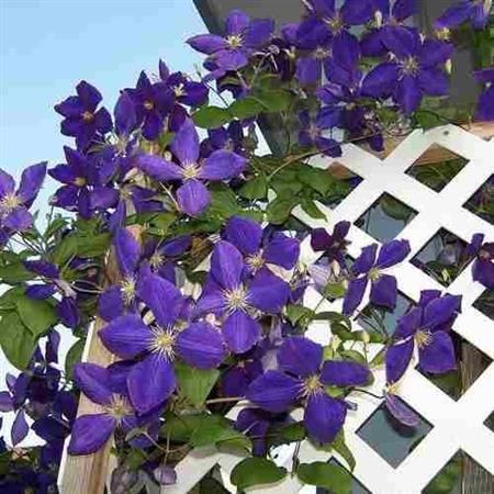 Semilla Clematis Varios Tonos Flores Raras 20 Semillas