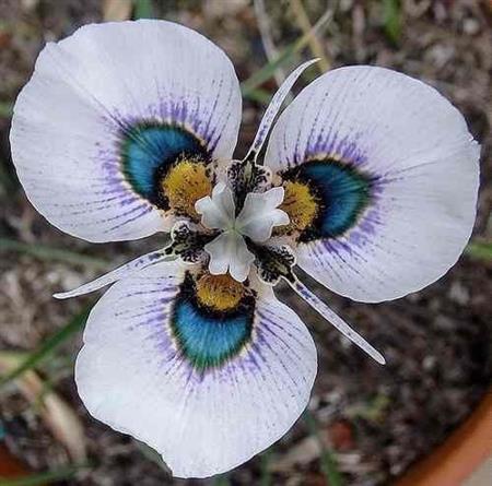 Semillas Moraea Iridioides Exótica Pack X 10