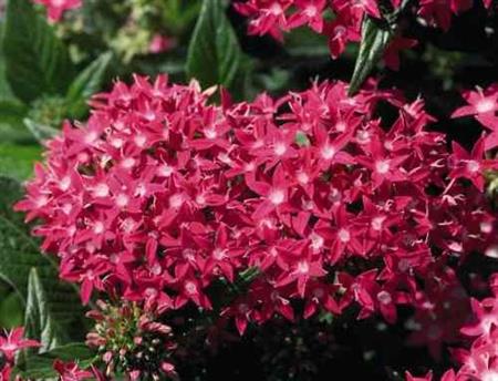 Semillas Penta Pentas Lanceolata Colores Surtidos Pack X 20