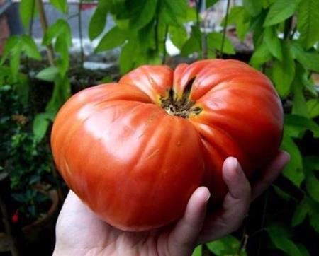Semillas Tomate Mexicano Zapoteca Gigante Raras Pack X 20