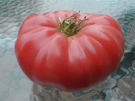 Semillas Tomate Beefsteak Gigante Pack X 20