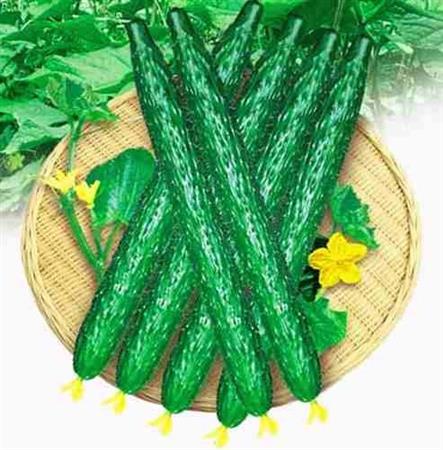 Semillas Pepino Cucumis Sativus Pack X 20