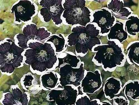 Semillas Nemophila Menziesii Negras Borde Blanco Pack X 10
