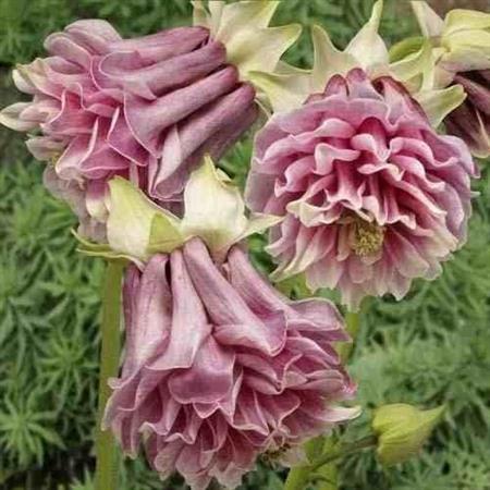 Semillas Aquilegia Colombina Columbine Pack X 10