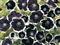 Semillas Nemophila Menziesii Negras Borde Blanco Pack X 10
